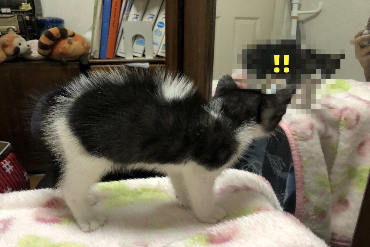 日本一隻小貓第一次看見自己時，竟然對自己「狂炸毛」！（圖／twitter @boy_rkgk619）