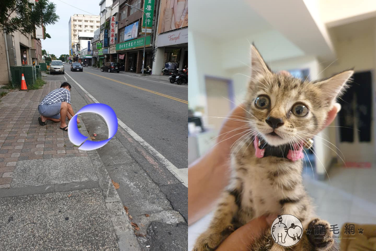 網友停車等紅綠燈時，聽到路邊傳來斗大喵叫聲後立刻下車去救援。（圖／網友沈賢儒授權提供）