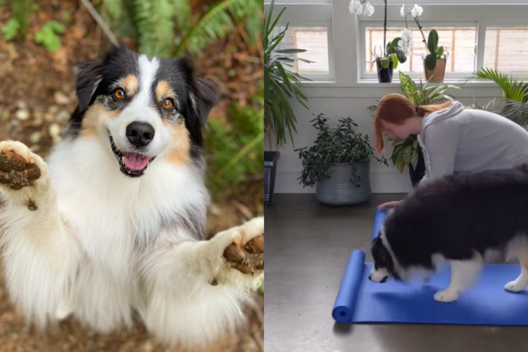 狗狗與主人「身心靈融合」一起做瑜珈　網：核心好穩！
