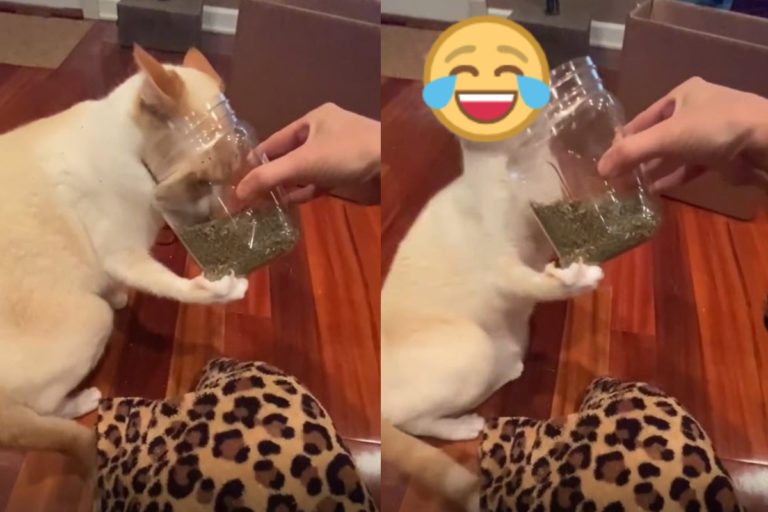 國外一隻貓咪吸了一口貓草罐，立刻浮誇式地「醉倒」！（圖／Tik tok帳號all_apaulagies）