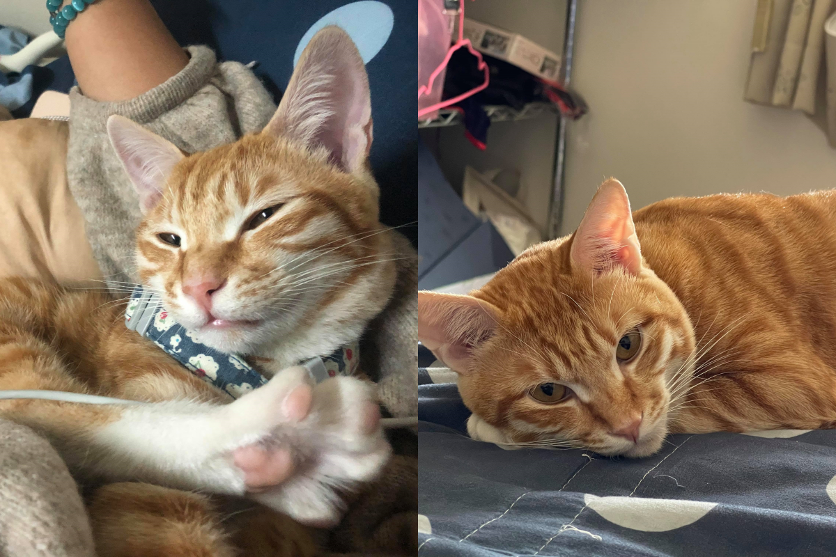 貓咪鍾情於被大力拍屁屁，「啪啪啪」作響還超享受！（圖／網友潘采蓉授權提供）