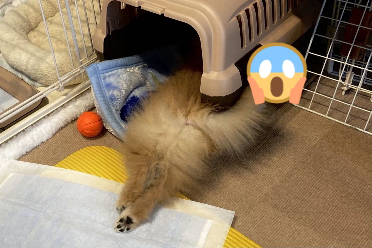 國外一名飼主日前驚見愛犬「身體剖兩半」倒臥在籠子裡！（圖／twitter @nnmn_7）