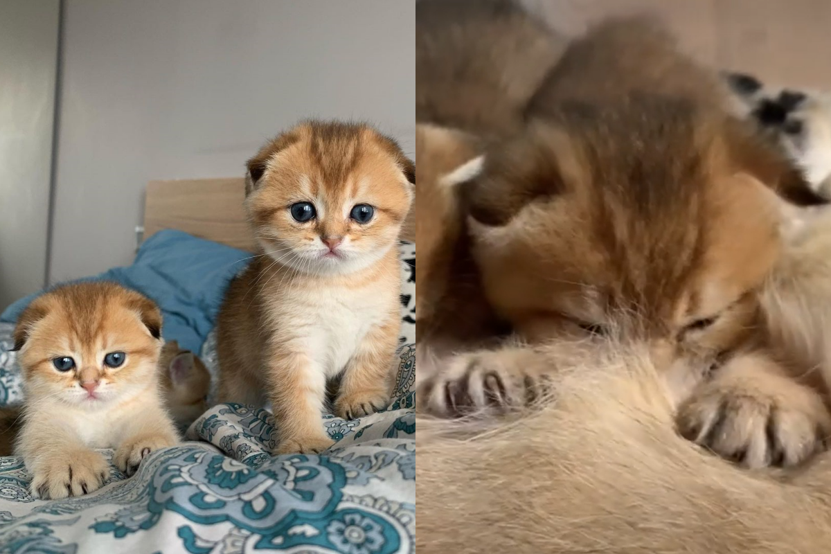 垂耳奶貓趴在媽媽懷中努力吸奶，手手也不忘賣萌踏踏刺激乳腺！（圖／Instagram帳號：scottish_koks_shark） 