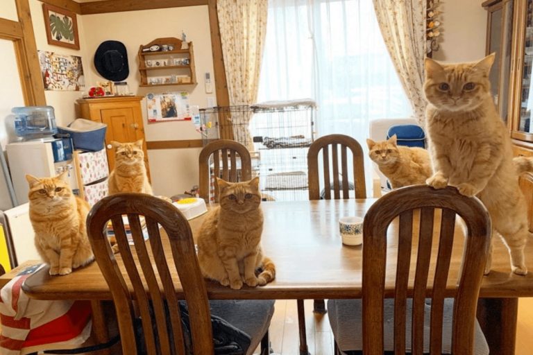 日本一名貓奴養了5隻橘貓，在吃東西時壓力很大！（圖／IG @hitomi_tamago）