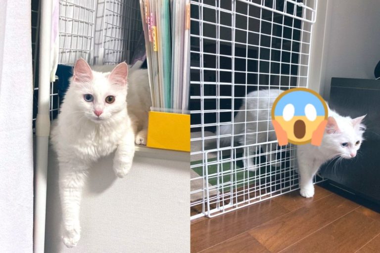 日本一名飼主花了2小時在房門口架設圍欄，沒想到馬上被白貓破解！（圖／twitter @omiyucp）
