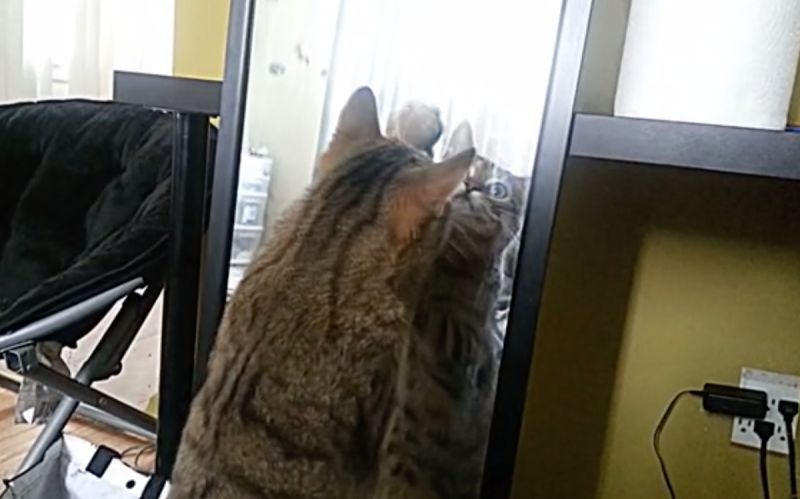 ▲貓咪無意間看見鏡中的自己，下一秒竟出現意外的反應和表情。（圖／達志影像／美聯社）