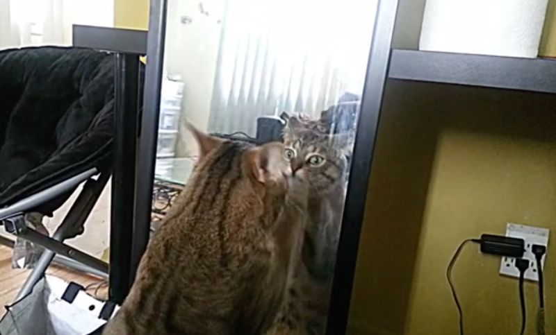 ▲貓咪無意間看見鏡中的自己，下一秒竟出現意外的反應和表情。（圖／達志影像／美聯社）