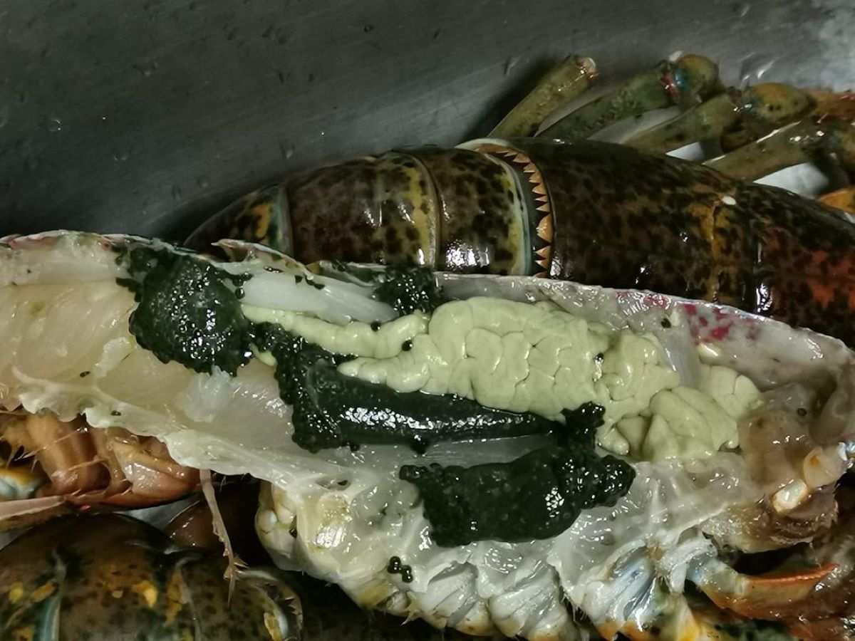 ▲一名網友將龍蝦切開後，在體內發現一團綠色不明物體，因而焦急發問「能吃嗎？」（圖／翻攝廚藝公社臉書）