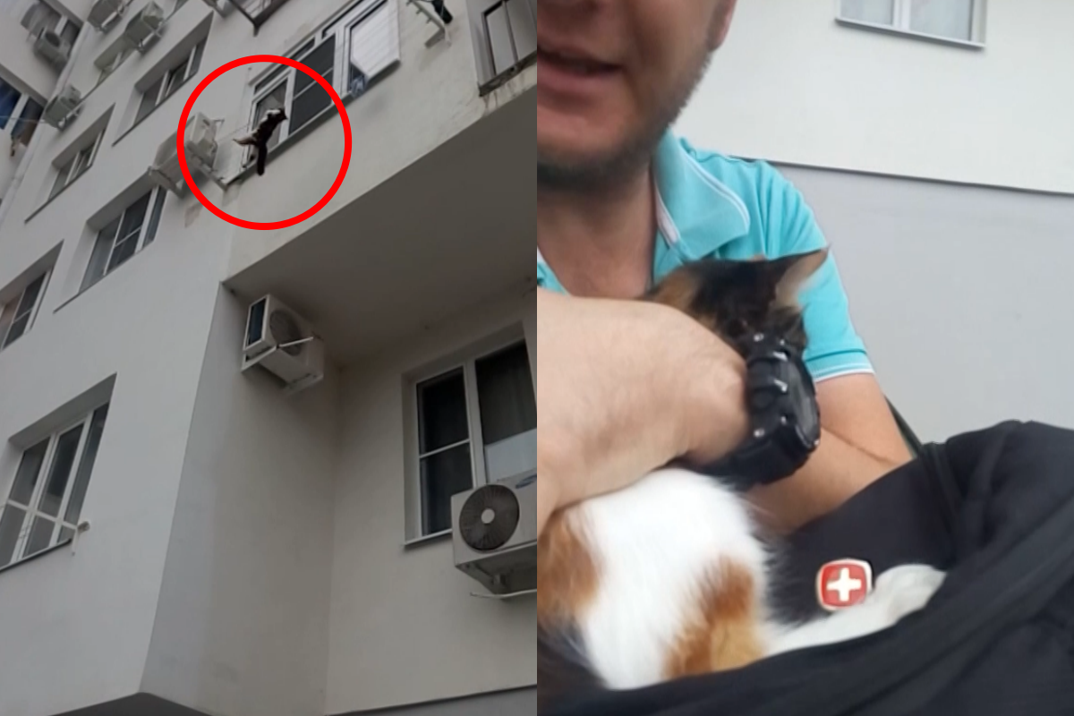 ▲貓咪高掛曬衣繩，人類在下方試圖接住牠。（圖／AP+ Jukin Media授權提供）