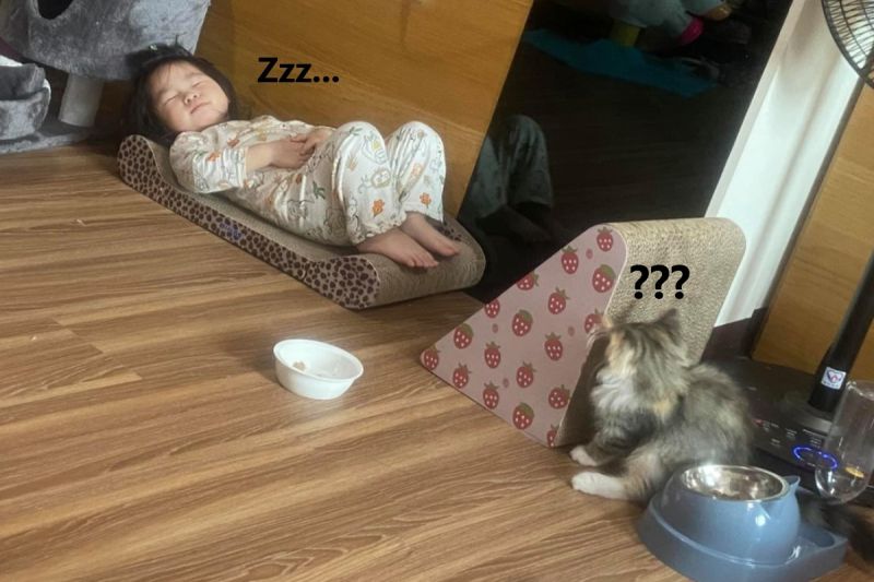 2歲小貓奴體驗「躺貓床」　主子躲角落傻看：偶的床啊！
