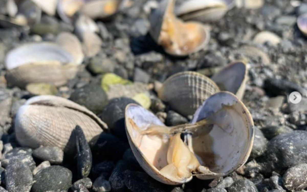 ▲美國西岸飽受熱浪侵襲，華盛頓州一處養殖場出現蛤蠣熱到被蒸熟了的驚人畫面。（圖／翻攝自hamahamaoysters Instagram）