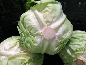 高麗菜 ▲原PO看見朋友炒高麗菜加「醬油」,讓他秒愣住,貼文一出,老饕反讚這樣炒出來的高麗菜超好吃。(示意圖/取自pixabay)