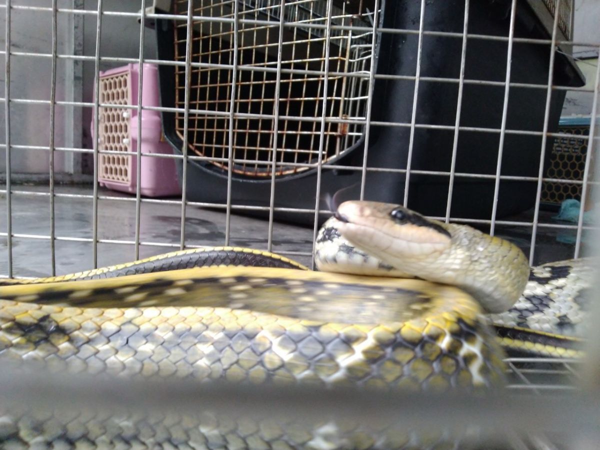 ▲臺灣常見的無毒蛇類－黑眉錦蛇。（圖／新北市政府動保處提供）