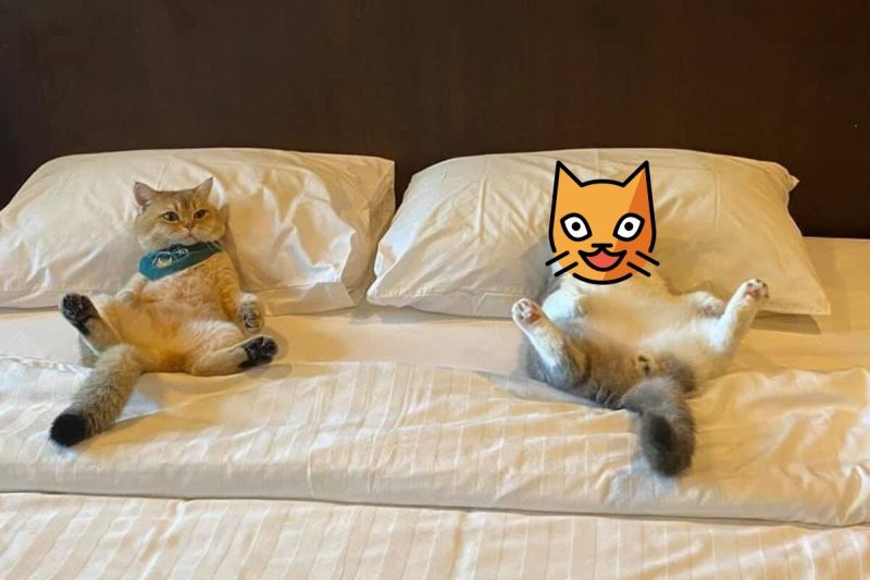 ▲兩隻貓咪慵懶地躺在床上，一點都不想起床！（圖／Facebook＠ Edward10516  เอ็ดเวิร์ด）
