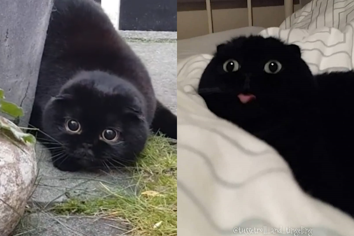 ▲來自挪威的黑貓搖屁屁的萌樣爆紅，成為網紅貓！（圖／IG＠ tussetroll_and_tingeling授權）