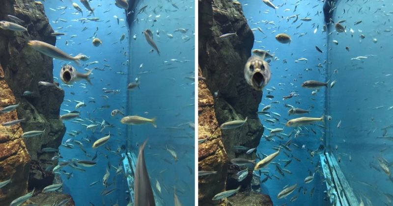 ▲近期一張沙丁魚張大嘴巴游泳的驚恐照片驚呆了許多網友。(圖/擷取自@tsukarium/推特)