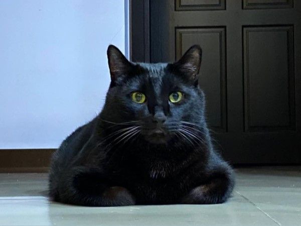 ▲網友Ann家裡養了一隻體型壯碩的黑貓哺哺。（圖／網友Ann