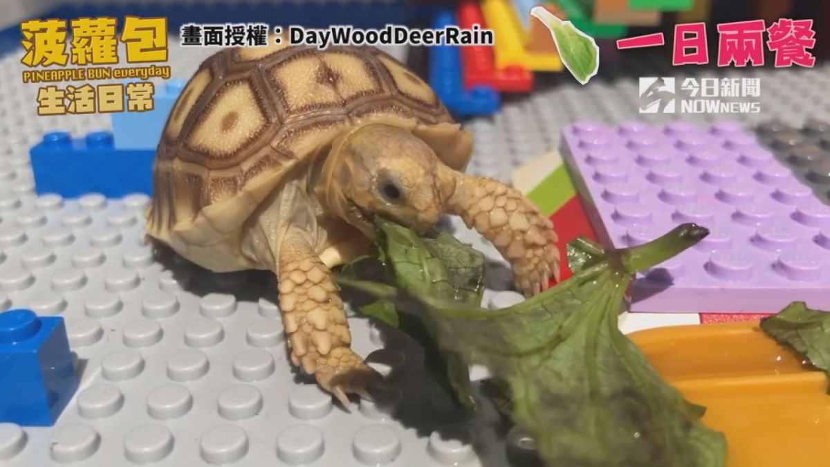 ▲可愛陸龜「菠蘿包」，吃葉子模樣萌翻全網。(圖／DayWoodDeerRain 授權)