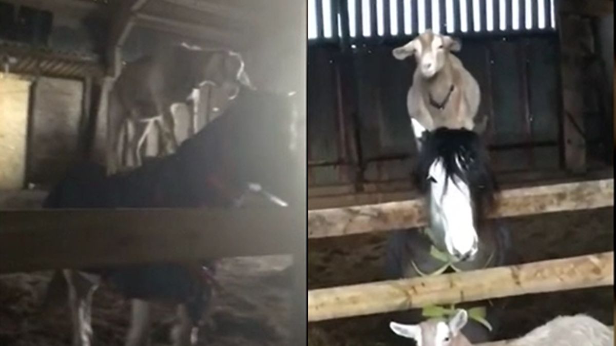 ▲農場內的小羊爬上小馬的背，享受當騎手的快感。（達志影像美聯社／Jukin Media）