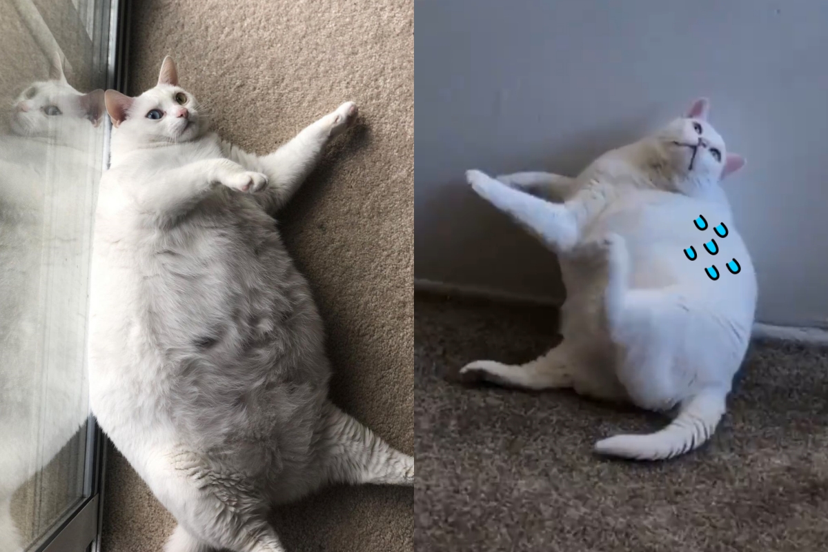 ▲白貓頭癢想抓，但礙於豐滿身材抓不到！（圖／Instagram＠ ayla_the_chonk） 