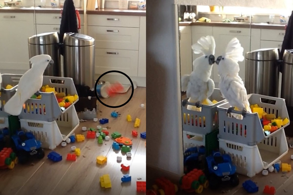 ▲荷蘭有一隻鸚鵡喜歡亂丟玩具，還非常開心地跳舞！（影／美聯社 AP+Jukin Media授權）
