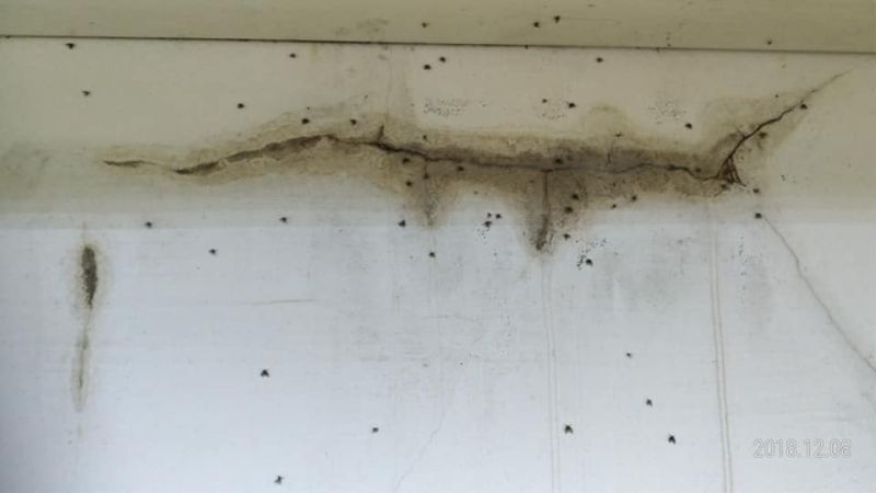 浴室小飛蟲狂飛清不完？達人教3招：消滅擾人蛾蚋　環保署也認證