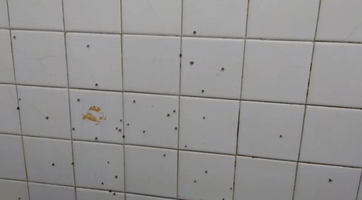 ▲「浴厠蛾蚋」狂飛超擾人？環保署揭3防治法。（示意圖／翻攝自爆廢公社二館）