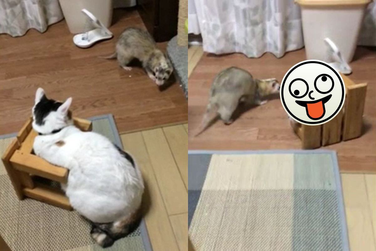 ▲雪貂興沖沖找同伴玩，不料貓咪竟偽裝成「間諜椅子」逃避。（影／美聯社 AP+Jukin Media授權）