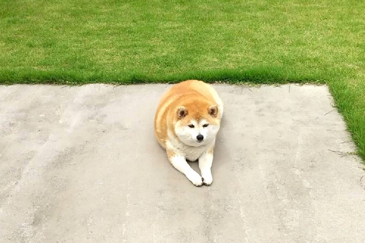 ▲帶柴犬到綠地跑步卻興致缺缺，看到身材後大家瞬間懂為什麼了！（圖／Twitter@ inamimasato） 