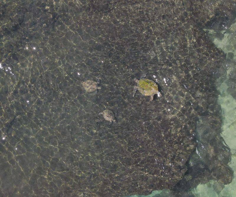 ▲海洋保育署空拍團隊9日在屏東縣小琉球觀察到805隻海龜，是該海域有海龜紀錄以來，數量最多的一次。(圖／海洋保育署提供)