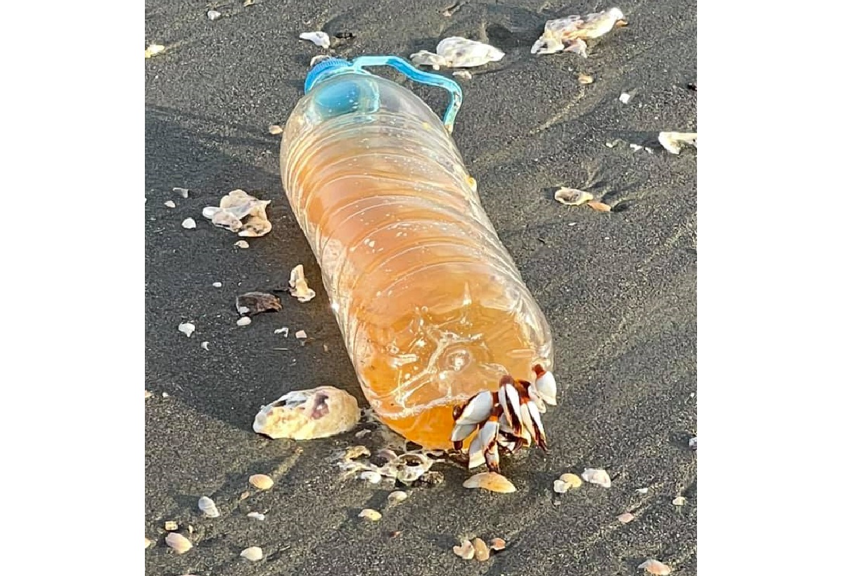 ▲近日有網友在臉書社團透露，自己在海邊驚見一個寶特瓶底部被「數隻神秘觸角」附著，讓他感到既可怕又好奇，並拍照PO網求解，結果內行一看立刻解答，直指「牠是鯨魚與海龜的天敵」。（圖／翻攝自臉書社團「爆系知識家」）