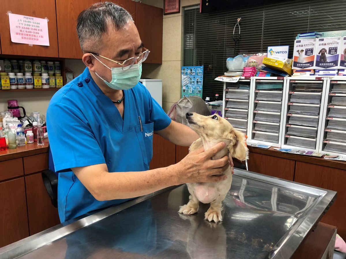 ▲獸醫師全程配戴口罩為動物檢查及治療，不僅做好防疫工作，也保障毛寶貝的就醫權益。（圖／新北市政府動保處提供）