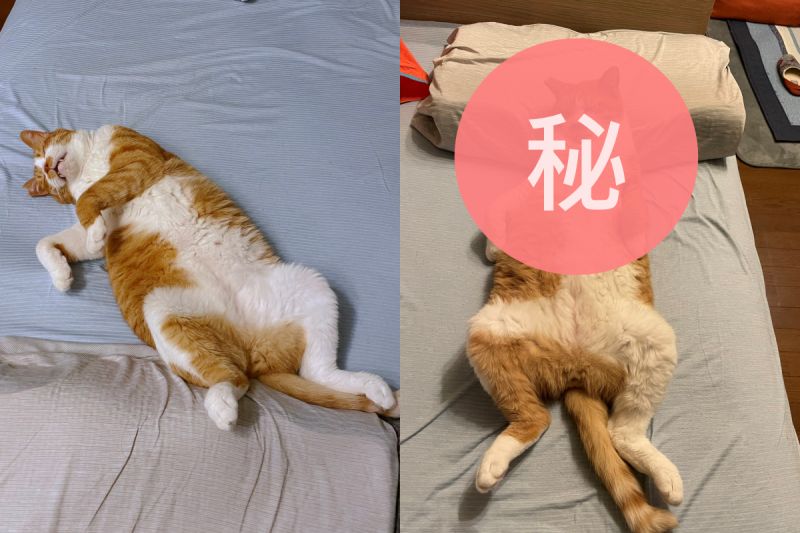 貓咪每天效仿人類爬上床　發現睡姿「越來越像人」！
