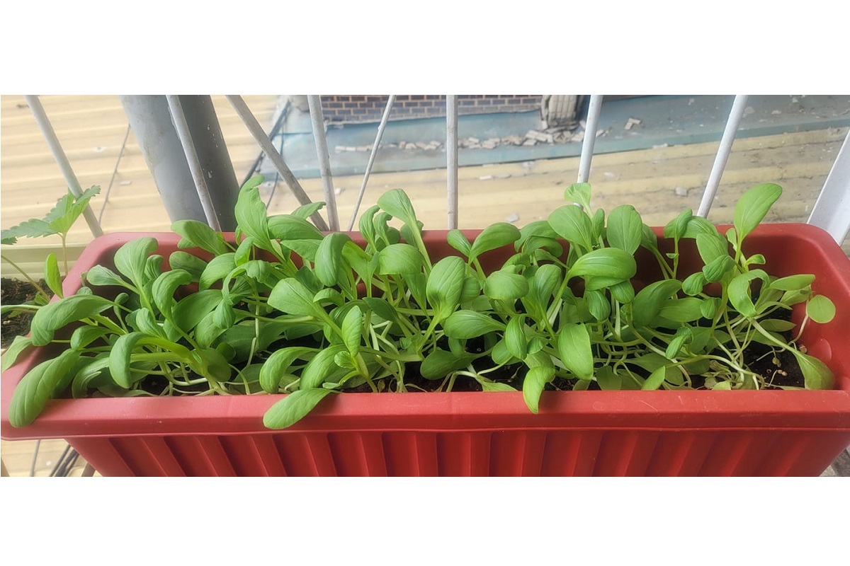 ▲近日有網友發文請益大家「自己種的青江菜，種出來怎麼長得像竹竿型？」問題立刻釣出行家揭密「關鍵撇步」。（圖／翻攝自臉書社團「爆系知識家」）