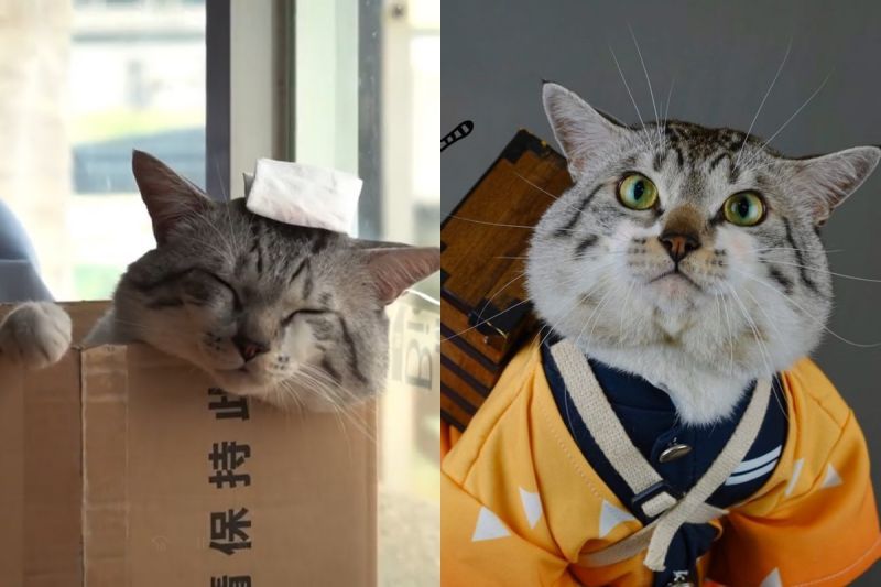 影／貓咪躺紙箱幻想「泡溫泉」　媽笑：客人還滿意嗎？
