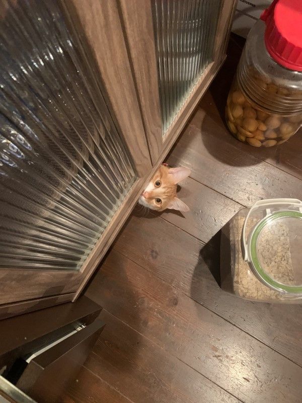 ▲日前推主在廚房忙碌時，突然驚見櫃子底下有一顆貓頭正在盯著自己！（圖／twitter
