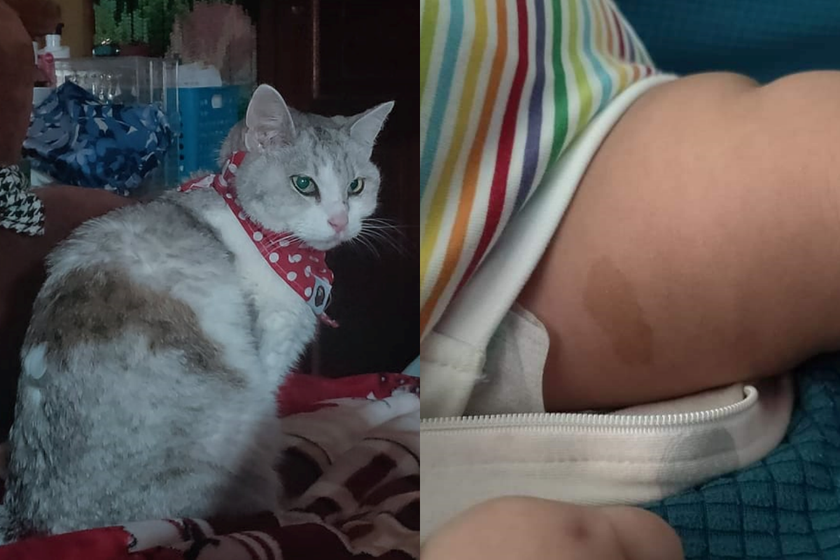 ▲與離世愛貓約定再相見，不久後產下有相同印記的孩子。（圖／網友Jenna Chang授權提供） 