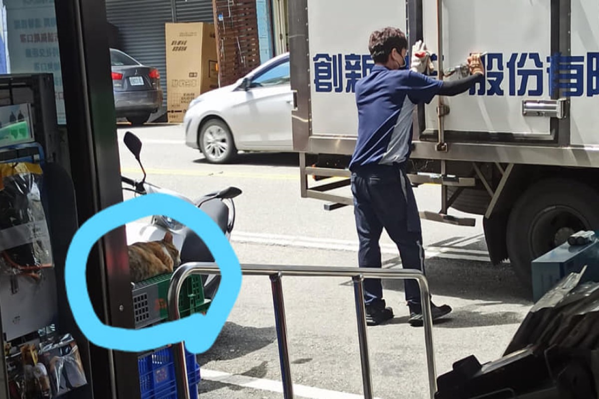 ▲網友林小姐日前上班時，目睹物流大哥為了不吵醒三花貓，只好任由牠繼續睡在物流籃子上！（圖／網友林欣彤授權提供）