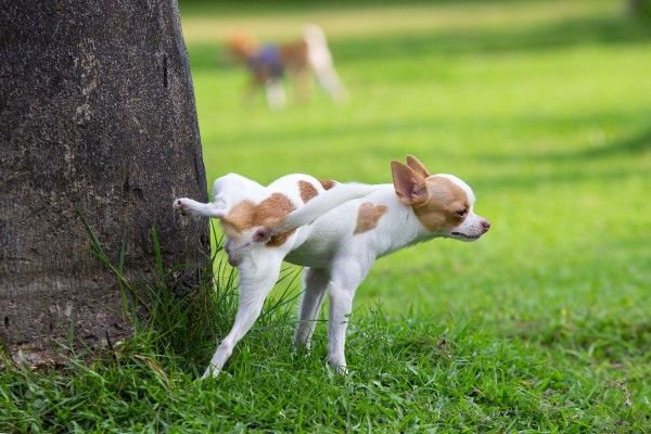 ▲狗狗為占地盤，常常會在各處撒尿。（圖／Shutterstock）