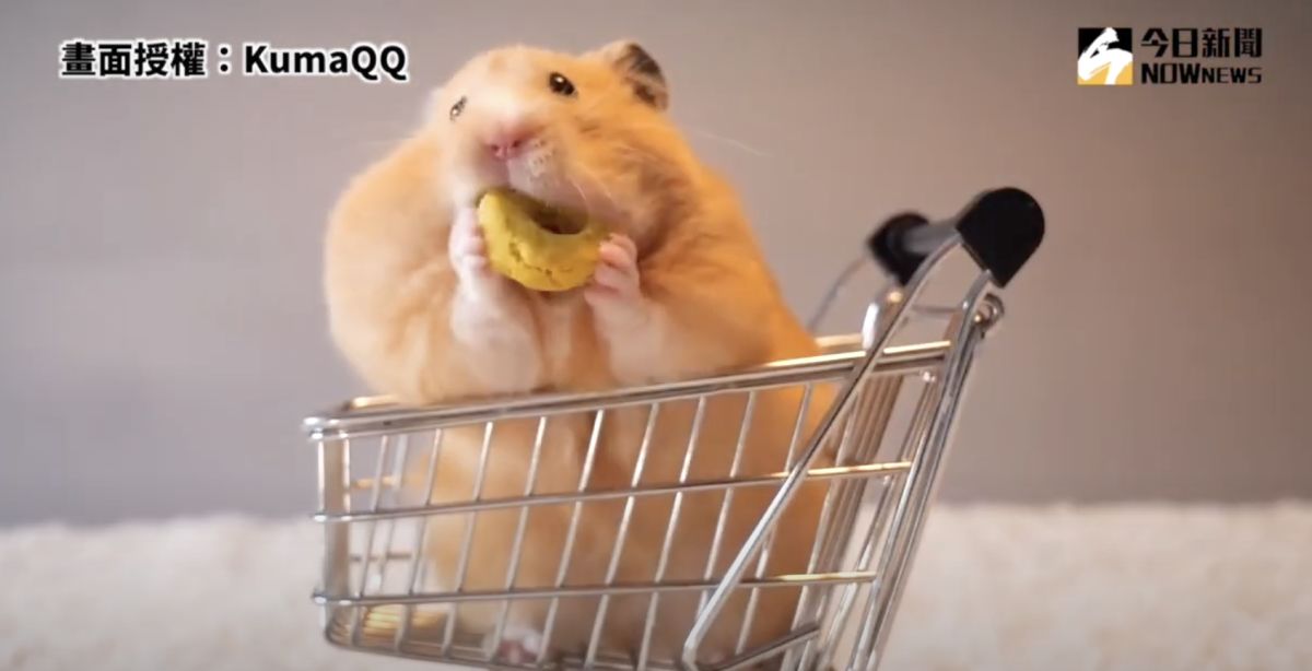▲黃金鼠專心啃食手上的零食。（圖／KumaQQ 授權）
