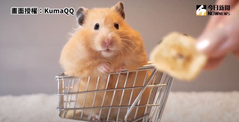 ▲面對食物的誘惑,黃金鼠的眼神瞬間變得無辜、飢渴。(圖/KumaQQ