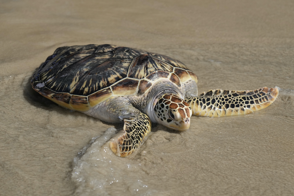 ▲日本日前救起一隻誤闖定置網的小海龜，在安置期間，小海龜超過一個月持續排泄塑膠垃圾，凸顯塑膠垃圾威脅海洋生物的嚴重問題。示意圖，非當事海龜。（圖／美聯社／達志影像）