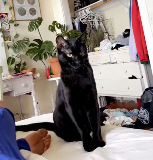 ▲黑貓原本端莊的坐著。(圖/TiKTok@
