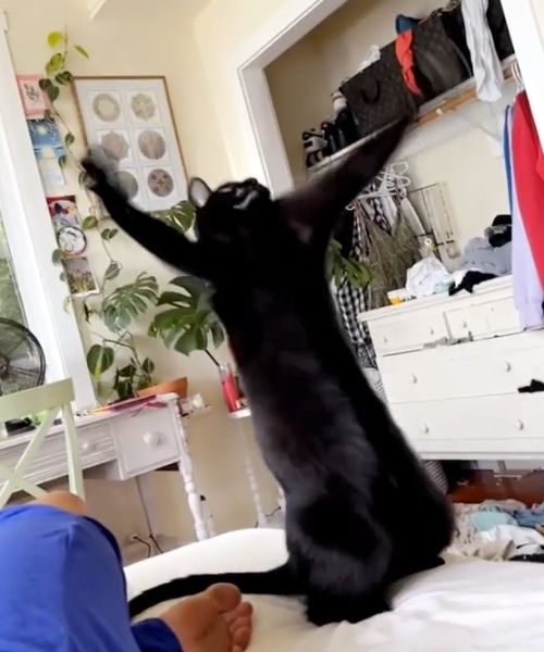 ▲看見逗貓棒後開始大力抖動!(圖/TiKTok@