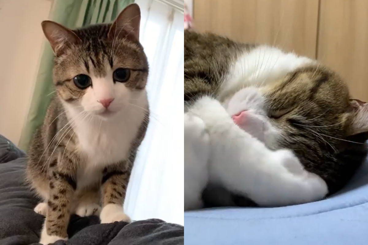 ▲虎斑貓睡覺覺得四周太亮，趕緊將手伸到眼前遮擋。（圖／Instagram＠ suzume0513） 