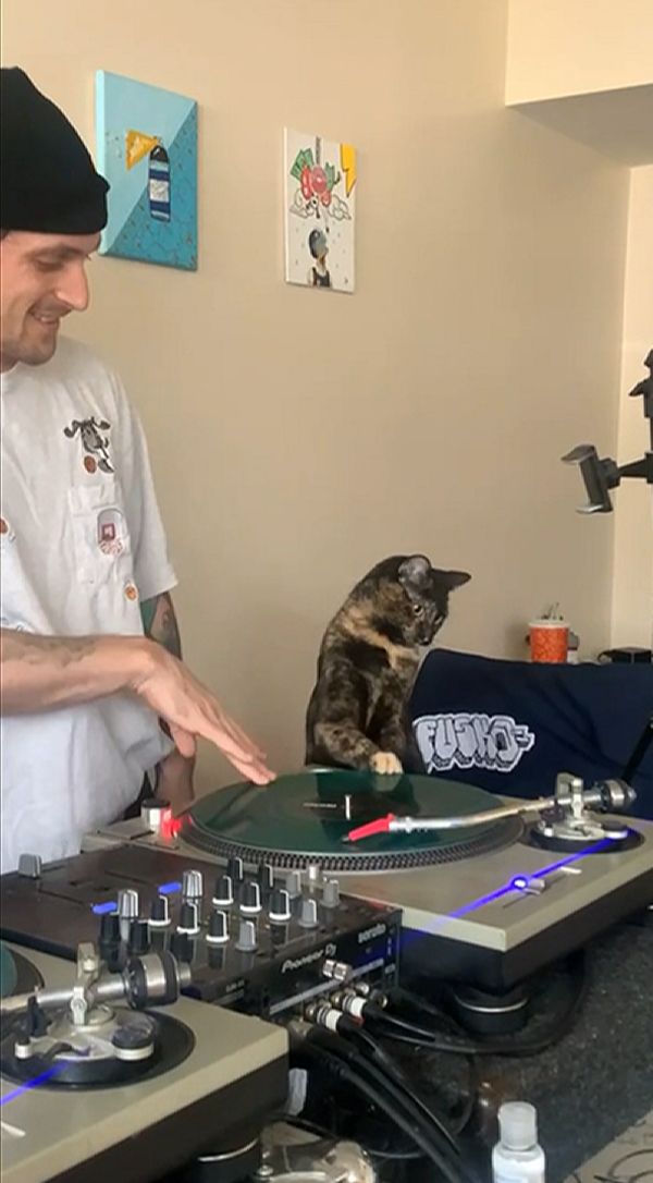 ▲奴才在一旁助攻，讓貓咪看起來就像專業的貓DJ！（影／美聯社