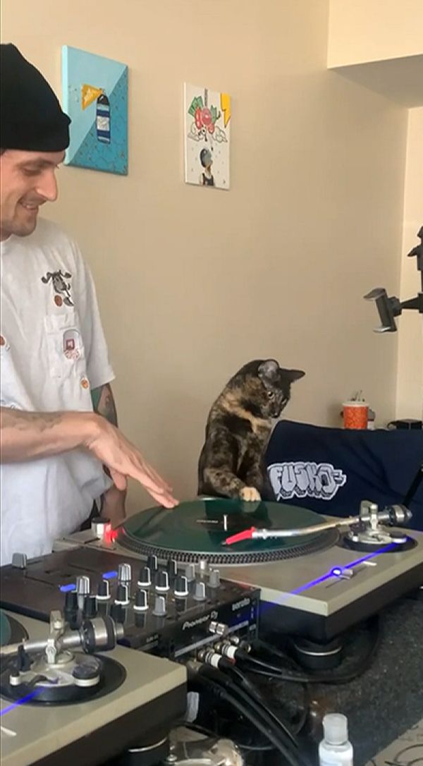 ▲奴才在一旁助攻,讓貓咪看起來就像專業的貓DJ!(影/美聯社