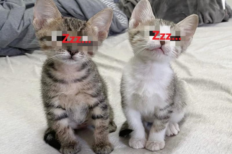 ▲網友Huei日前想幫兩隻小貓拍照，牠們卻站著狂打瞌睡！（圖／網友Huei授權提供）