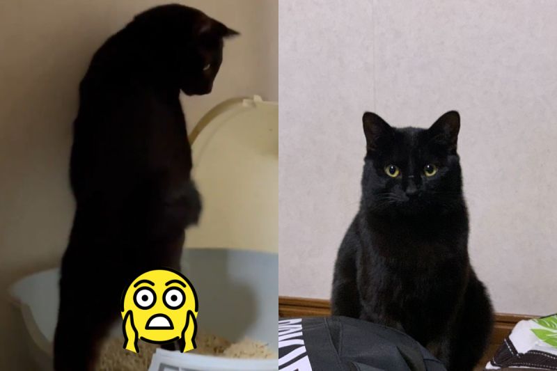 日本推主驚見黑貓「站著尿」　網友狂笑：工讀生別裝了！
