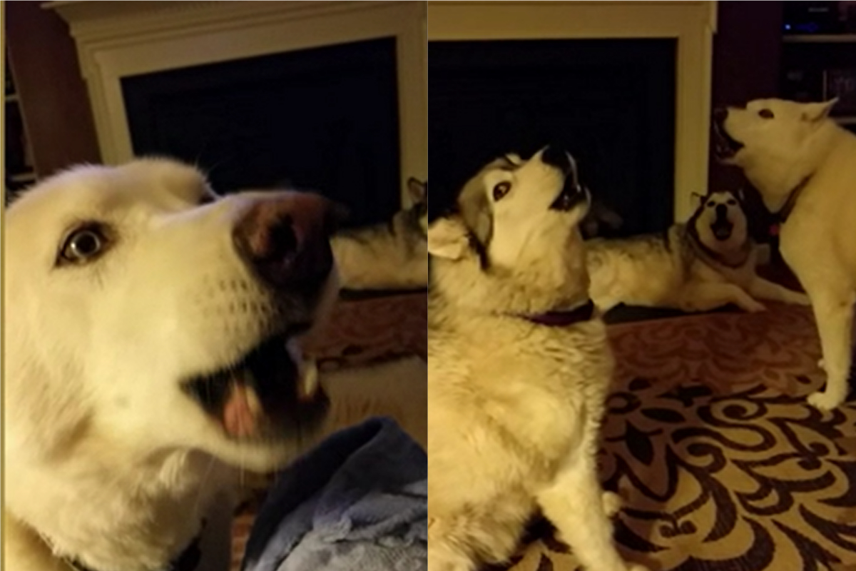 ▲國外有網友飼養好幾隻哈士奇，其中一隻名叫「Wookie」的白色哈士奇相當喜歡唱歌，常常和主人一搭一唱。某天雙方又在高歌時，沒想到一旁的哈士奇也紛紛加入歡唱的行列，場面一發不可收拾。（圖／美聯社／Jukin Media）